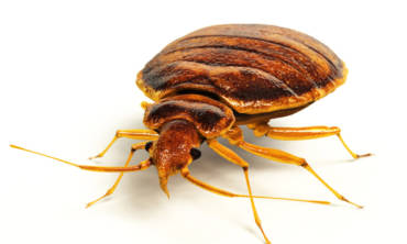 Bed Bug Control