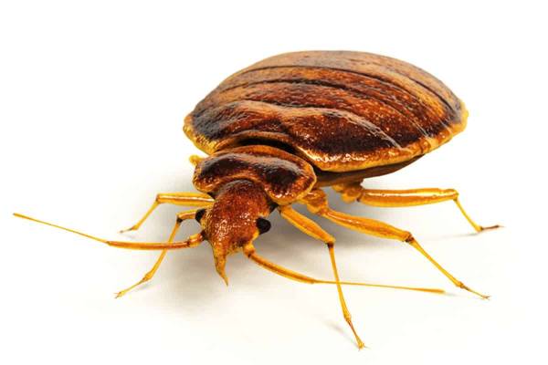 pests-bed-bugs_29517650710_o