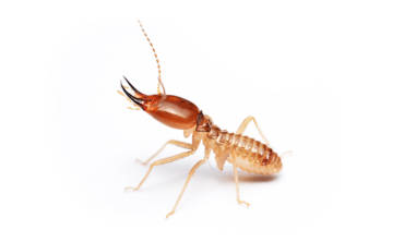 Termite Control