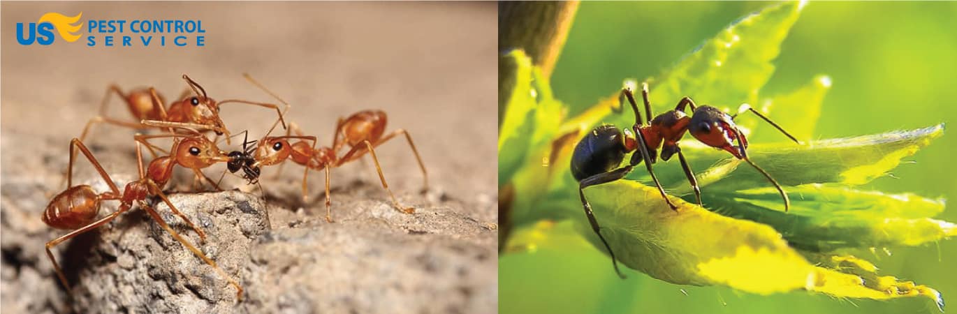 Ant-Control