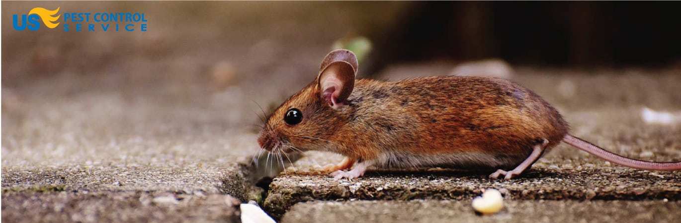 Rodent-Removel