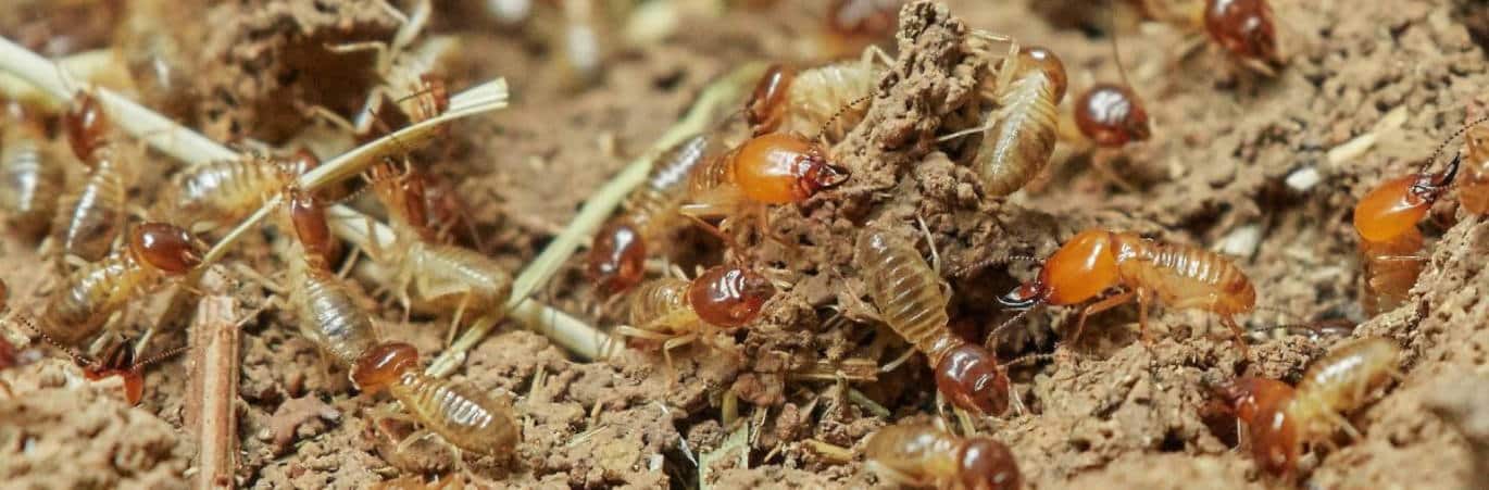 termites-3367347_1920-1200x675 (1)
