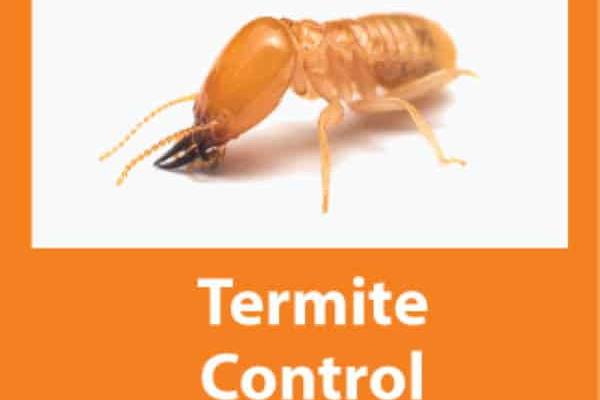 Termite Control